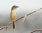 Prinia simple