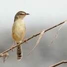 Prinia simple