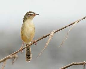 Prinia simple