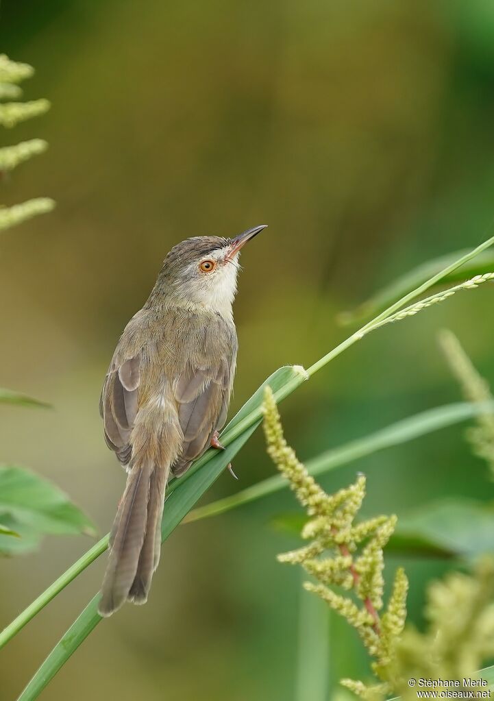 Prinia simpleadulte