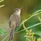 Prinia simple