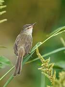 Plain Prinia