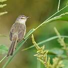 Prinia simple