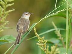 Plain Prinia