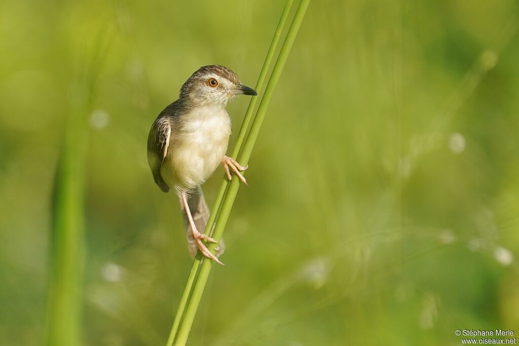 Prinia simpleadulte