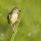 Prinia simple