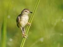 Prinia simple