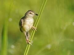 Plain Prinia