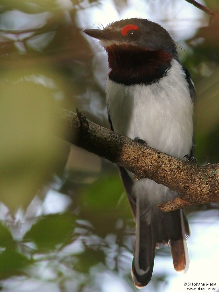 Brown-throated Wattle-eyeadult