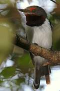 Brown-throated Wattle-eye