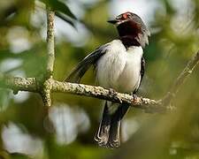 Brown-throated Wattle-eye