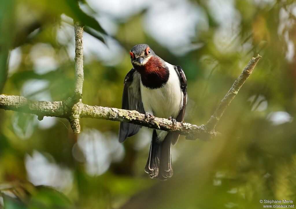 Brown-throated Wattle-eye female adult