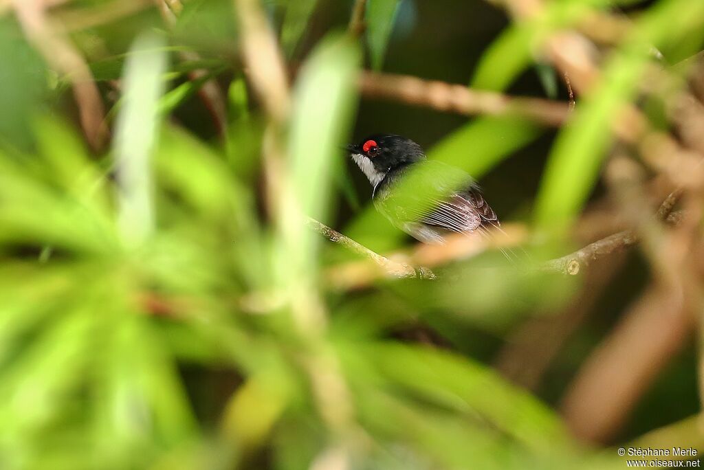 Black-throated Wattle-eyeadult