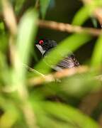 Black-throated Wattle-eye