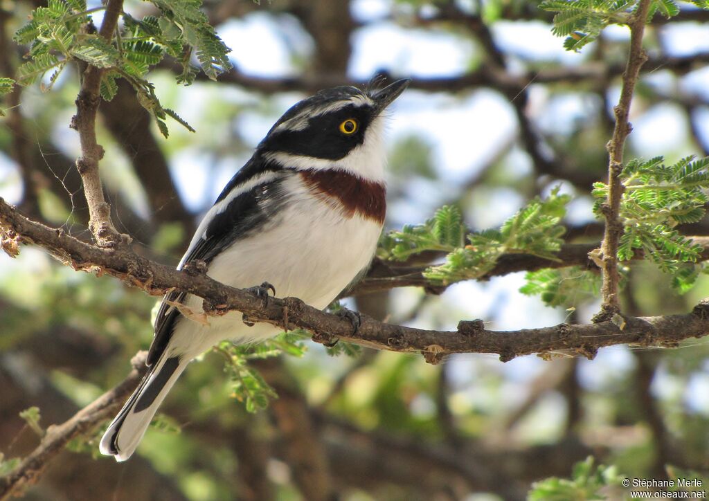 Eastern Black-headed Batis female adult