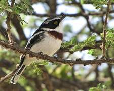 Eastern Black-headed Batis