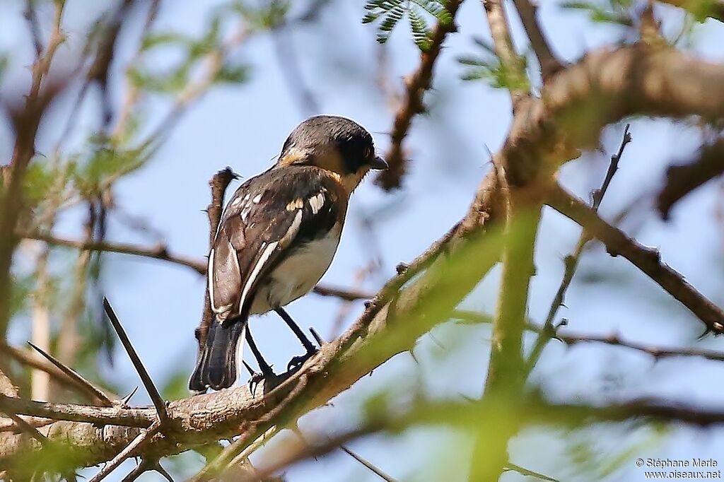 Chinspot Batis