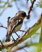 Chinspot Batis