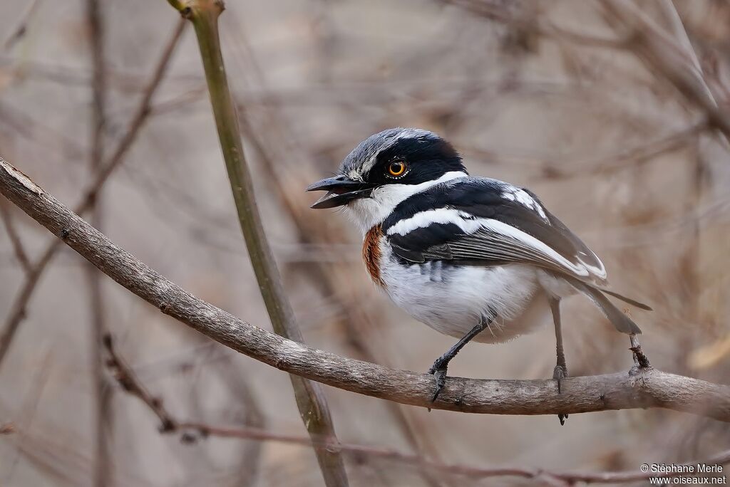 Chinspot Batis female adult