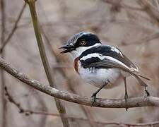 Chinspot Batis