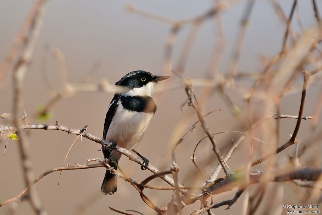 Chinspot Batis male adult