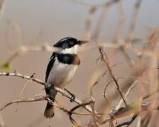 Chinspot Batis