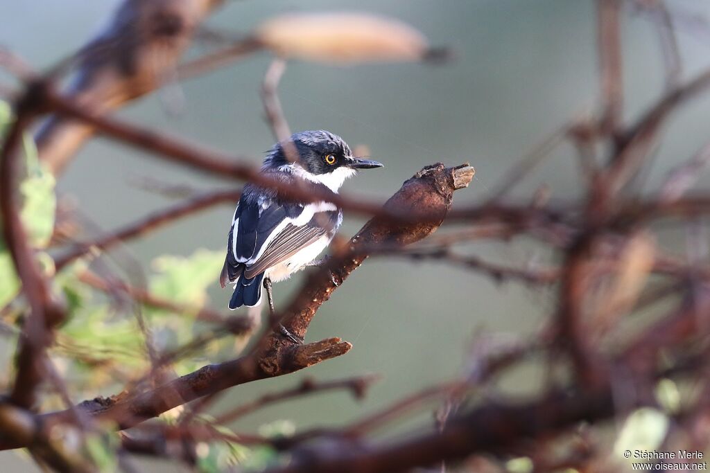 Pygmy Batis male adult