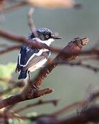 Pygmy Batis