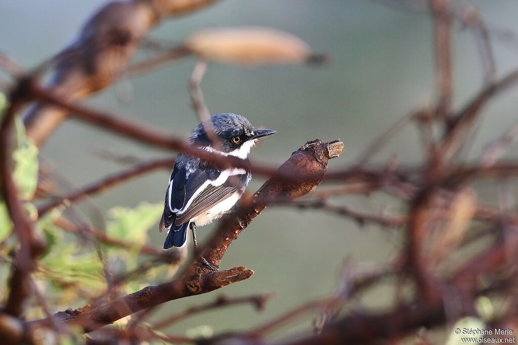 Pygmy Batis