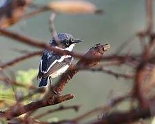 Pygmy Batis