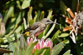 Cape Sugarbird