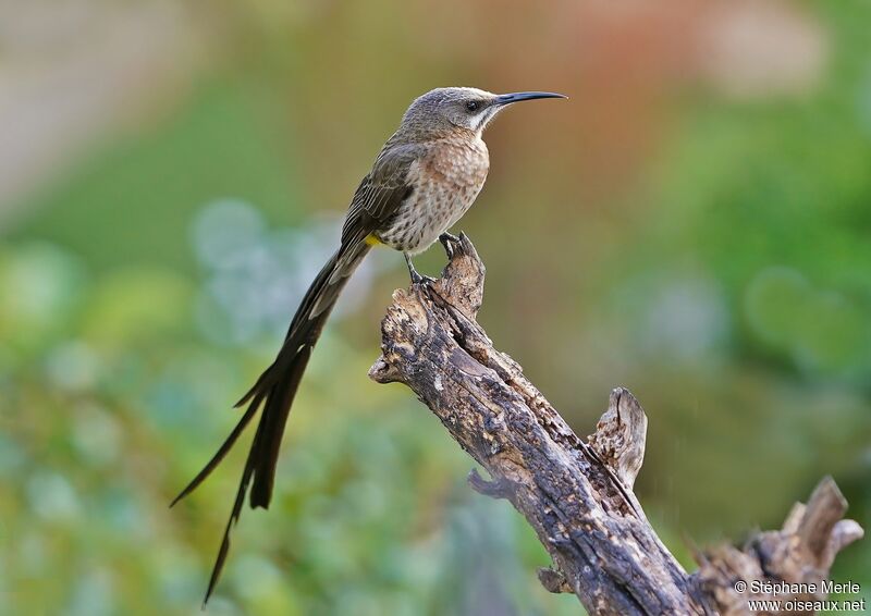 Cape Sugarbird male adult