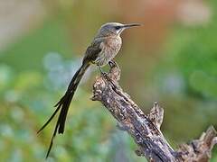 Cape Sugarbird