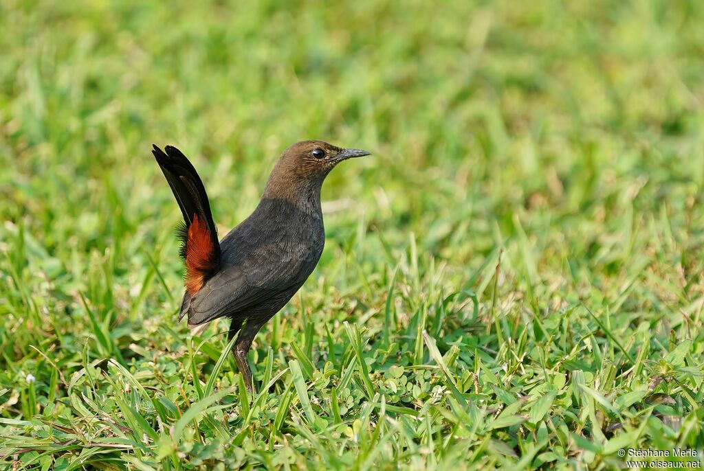 Indian Robin female adult