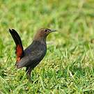 Pseudotraquet indien