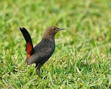 Indian Robin