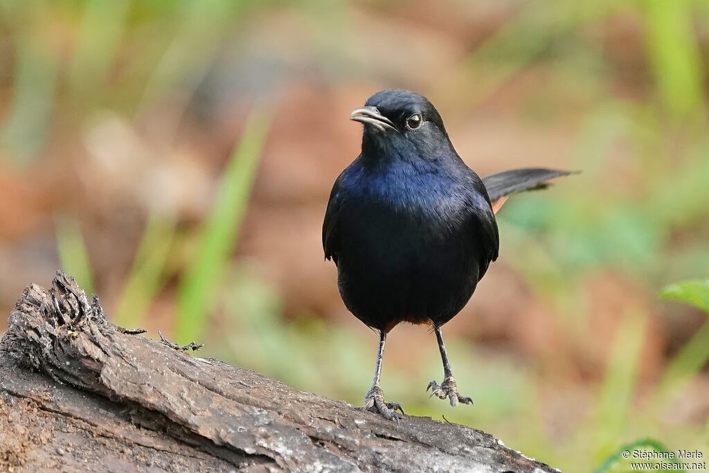 Indian Robin male adult