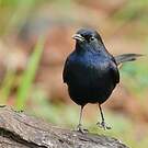 Pseudotraquet indien