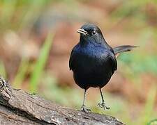 Indian Robin