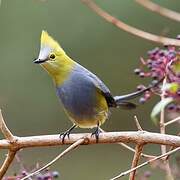 Long-tailed Silky-flycatcher