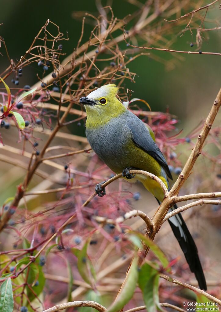 Long-tailed Silky-flycatcheradult