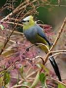 Long-tailed Silky-flycatcher