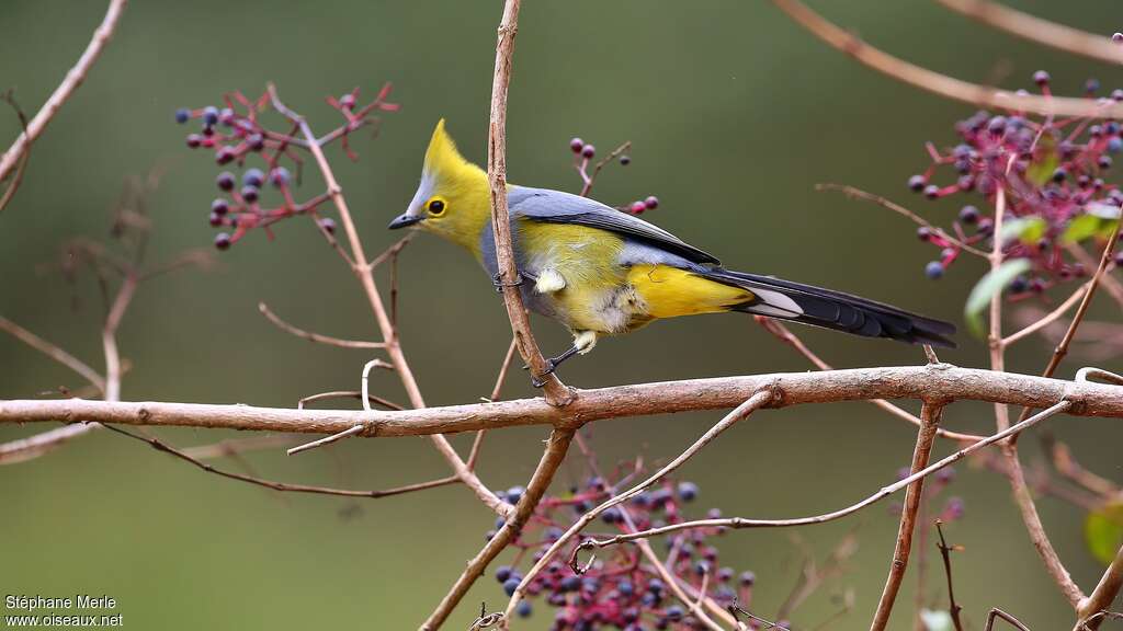 Long-tailed Silky-flycatcher male adult, identification