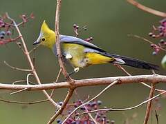 Long-tailed Silky-flycatcher