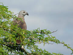 Grey-headed Fish Eagle