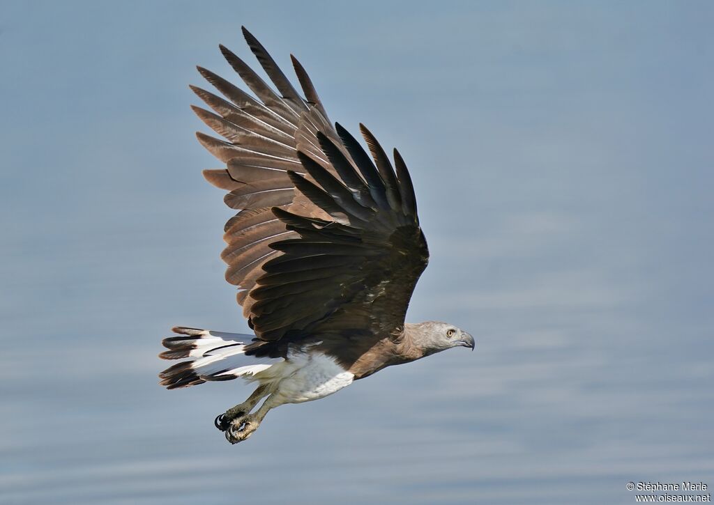 Grey-headed Fish Eagleadult