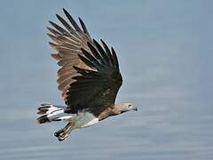 Grey-headed Fish Eagle