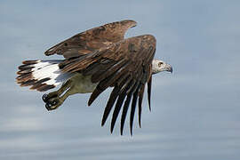 Grey-headed Fish Eagle