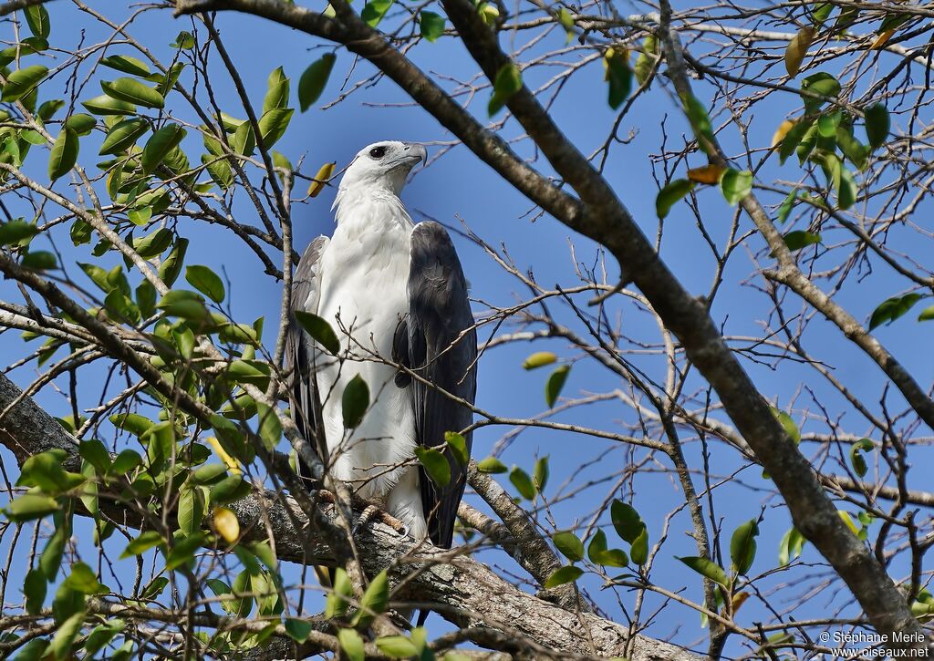 White-bellied Sea Eagleadult