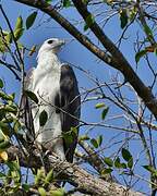 White-bellied Sea Eagle